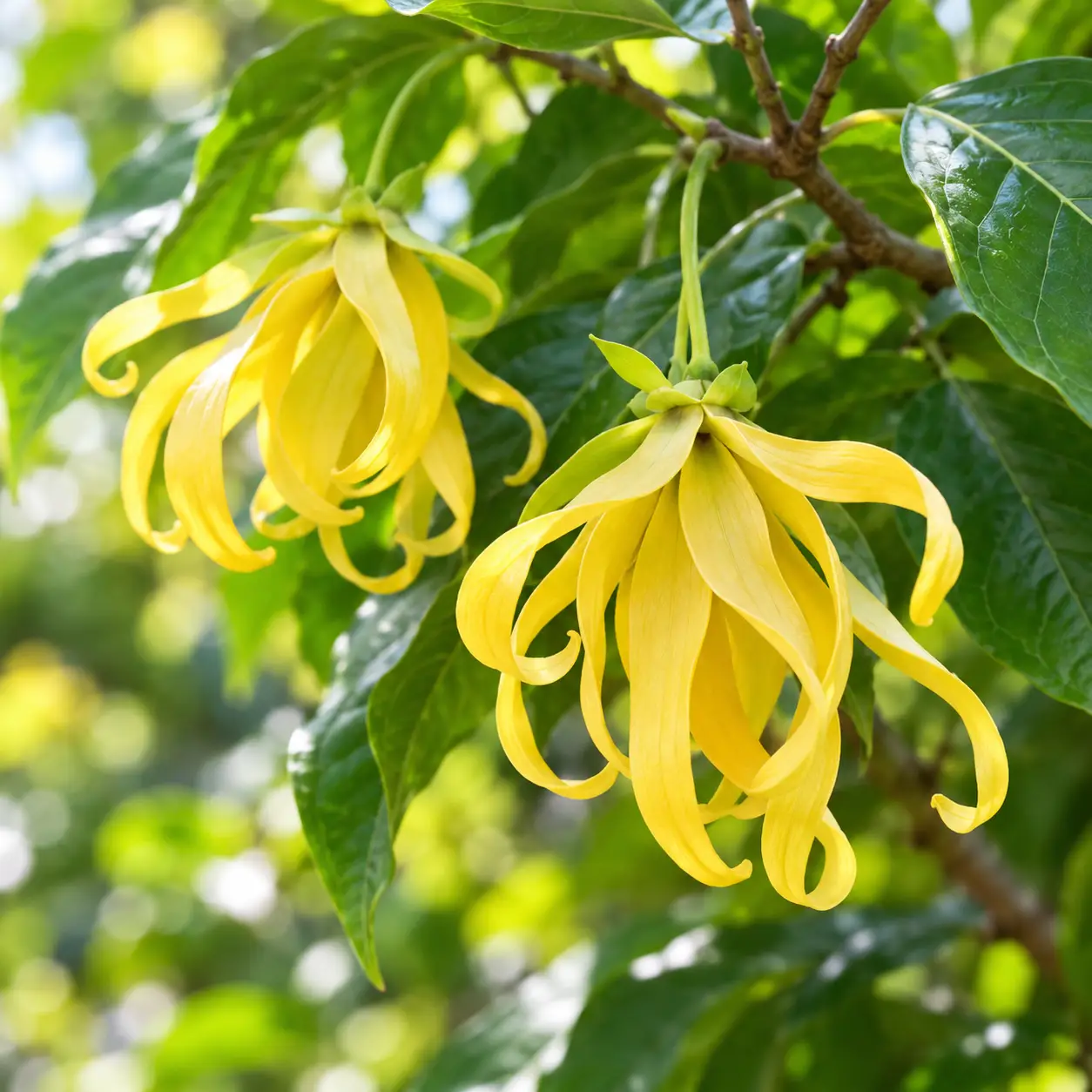 ylang-ylang - Catálogo de Aromáticos - Parfo Lab